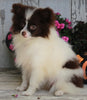 ACA Registered Pomeranian For Sale Millersburg OH -Female Sally
