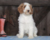 Medium F1BB Goldendoodle For Sale Millersburg, OH Male- Abel