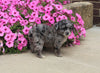 F1B Mini Aussiedoodle For Sale Applecreek OH Male-Flynn