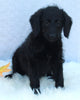 Medium F1B Labradoodle For Sale Millersburg OH Female-Heather