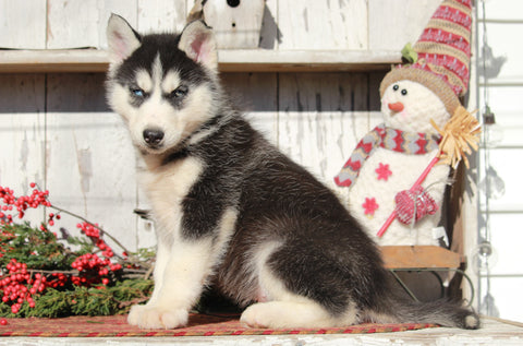 AKC Registered Siberian Husky For Sale Millersburg, OH Male- Jordon