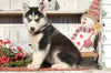 AKC Registered Siberian Husky For Sale Millersburg, OH Male- Jordon