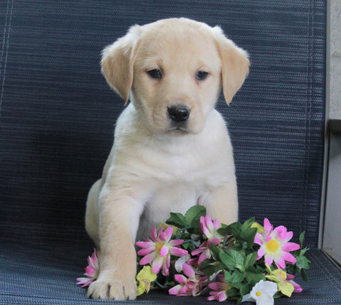 Labrador Retriever Mix For Sale Fredericksburg, OH Male- Chase