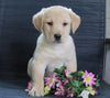 Labrador Retriever Mix For Sale Fredericksburg, OH Male- Chase