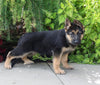 AKC Registered German Shepherd For Sale Millersburg OH Female-Noelle