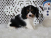 AKC Registered Cavalier For Sale Fredricksburg OH Male-Brody