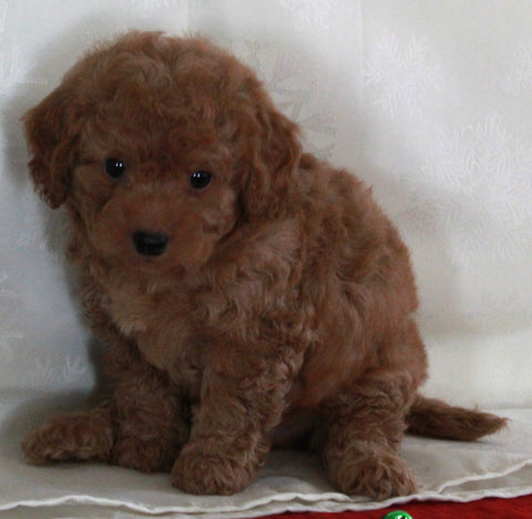 Bichpoo For Sale Fredericksburg OH Male-Teddy