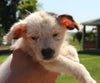 Mini Australian Shepherd Mix For Sale Sugarcreek OH Male-Champ