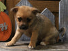 Pomeranian Mix For Sale Millersburg OH Female-Amber