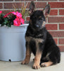 AKC Registered German Shepherd For Sale Millersburg OH Female-Bridget