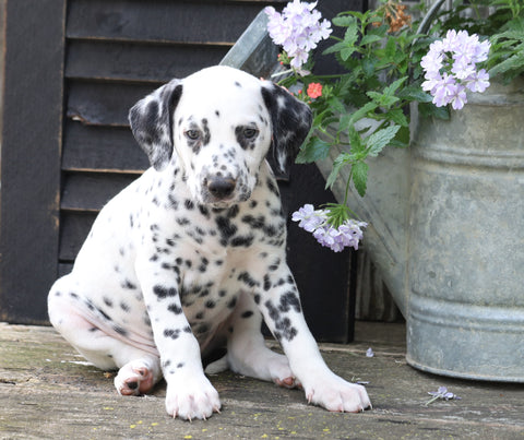 AKC Registered Dalmatian For Sale Millersburg, OH Male- Oscar