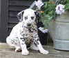 AKC Registered Dalmatian For Sale Millersburg, OH Male- Oscar