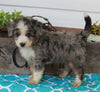 Mini Aussiedoodle For Sale Millersburg OH Female-Chloe