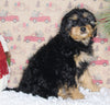 F1B Cavapoo For Sale Sugarcreek OH Female-Monnie