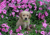 AKC Registered Golden Retriever For Sale Holmesville OH Female-Avery