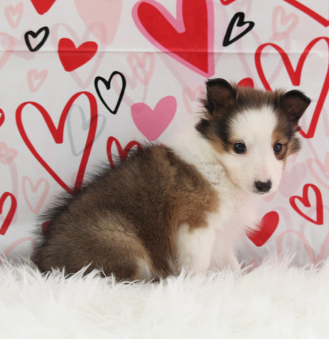 ACA Registered Shetland Sheepdog For Sale Baltic OH Female-Annie