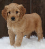 Mini Goldendoodle For Sale Millersburg OH Male-Otter