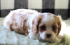 Cavachon For Sale Fredericksburg OH Female-Zoey