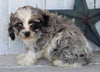 Cockapoo For Sale Millersburg OH Female-Casey