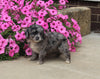 F1B Mini Aussiedoodle For Sale Applecreek OH Male-Flynn