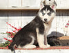 AKC Registered Siberian Husky For Sale Millersburg, OH Male- Jordon