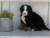 AKC Registered Bernese Mountain Dog For Sale Millersburg OH Male-Elijah