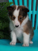 ACA Registered Shetland Sheep Dog For Sale Baltic OH -Male Lance