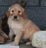 Standard Goldendoodle For Sale Fresno OH Male-Nicholas