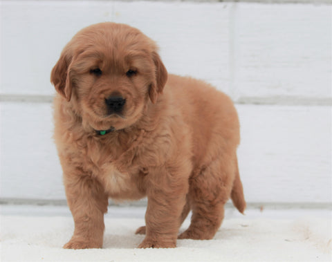 AKC Registered Golden Retriever For Sale Millersburg, OH Male- Max