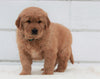 AKC Registered Golden Retriever For Sale Millersburg, OH Male- Max