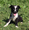 Mini Australian Shepherd Mix Puppy for Sale Sugarcreek OH Female-Chanel