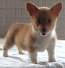 Pembroke Welch Corgi For Sale Millersburg OH Female-Penelope