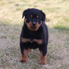 AKC Registered Rottweiler For Sale Sugarcreek OH Male-Diesel