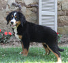 Bernedoodle For Sale Millersburg OH Female-Sky
