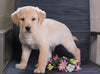 Labrador Retriever Mix For Sale Fredericksburg, OH Male- Chase