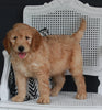 Goldendoodle For Sale Fresno OH Male-Maverick