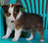 ACA Registered Shetland Sheep Dog For Sale Baltic OH -Male Lance