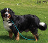 AKC Registered Bernese Mountain Dog For Sale Millersburg OH -Female Polly