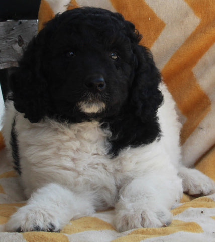 AKC Registered Standard Poodle For Sale Millersburg OH -Female Stormie