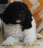 AKC Registered Standard Poodle For Sale Millersburg OH -Female Stormie