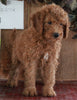 F1B Mini Goldendoodle For Sale Sugarcreek OH -Male Winston