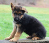 AKC Registered German Shepherd For Sale Millersburg OH Male-Bradley