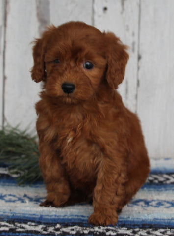 AKC Registered Toy Poodle For Sale Millersburg OH Male-Chester