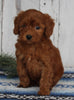 AKC Registered Toy Poodle For Sale Millersburg OH Male-Chester