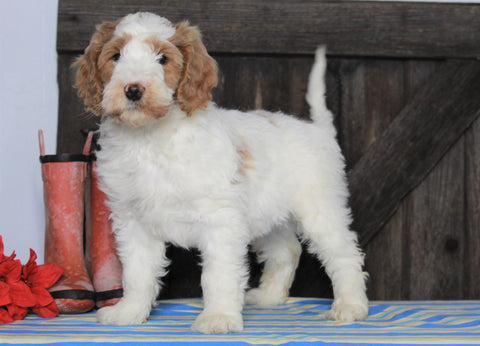 Medium F1BB Goldendoodle For Sale Millersburg, OH Male- Abel