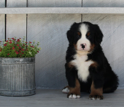 AKC Registered Bernese Mountain Dog For Sale Millersburg OH Male-Elijah