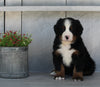 AKC Registered Bernese Mountain Dog For Sale Millersburg OH Male-Elijah