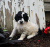 AKC Registered Standerd Poodle For Sale Millersburg OH Male-Dozer