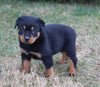 AKC Registered Rottweiler For Sale Sugarcreek OH Male-Diesel