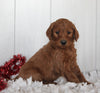 Goldendoodle For Sale Fredericksburg OH Male-Smokie